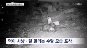 27마리 '수달 대가족' 한강에 산다…주요 출몰지는 성내천·한강대교