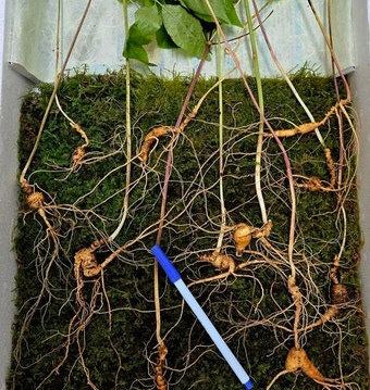 지리산서 “심봤다”…100년 천종산삼 11뿌리, 감정가 1억2000만원