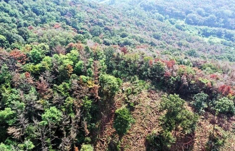 전북에 소나무재선충병 급속 확산… ‘맞춤형 집중 방제’로 차단 총력