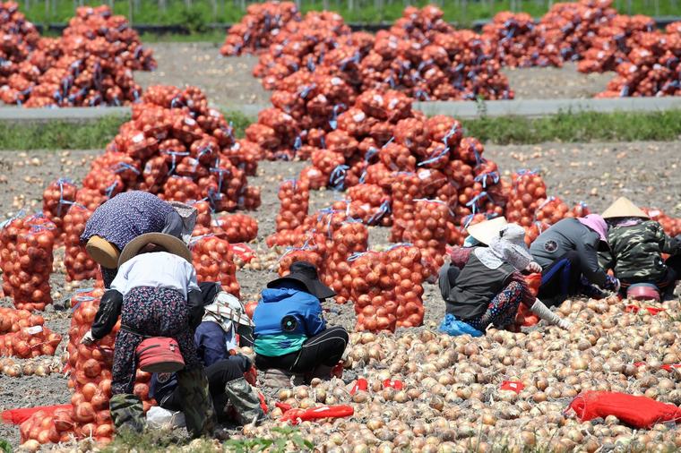 일손으로 왔다가 사라졌다… 외국인 계절근로자 이탈 ‘골머리’
