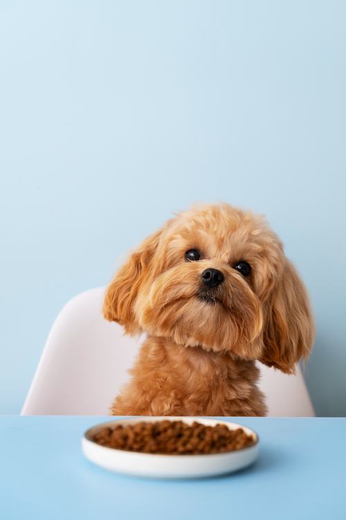 [Pet] 이유 있는 밥 투정…입맛 살리는 사료 보관법