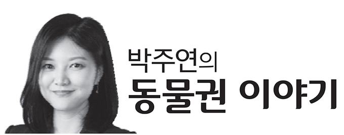 [박주연의동물권이야기] 다쳐야만 학대인가